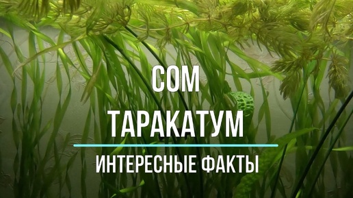 Аквариум. Сом таракатум. интересные факты