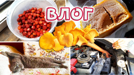 Влог: Наш улов в лесу 👍 СОМНИТЕЛЬНЫЕ покупки с экофермы / Приготовила вкуснейший ужин 😋 Ммм