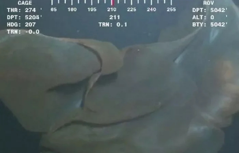 Каплеобразное пульсар.
Недавно в Интернете было опубликовано видео, на котором было показано гигантское аморфное каплеобразное существо, которое плавало возле глубоководной буровой установки. Существо пульсировало рядом c подводными камерами в течение достаточно долгого времени, чтобы привлечь к себе внимание. Светящееся изнутри существо невероятно огромного размера постоянно колебалось и меняло свою форму.
Некоторые предположили, что это было совершенно неизвестное создание из глубин океана. Другие сочли, что это может быть доказательством какого-то инопланетного присутствия на глубине, куда не могут добраться люди. Большинство же исследователей заявили, что это гигантская медуза, которую побеспокоила буровая установка.