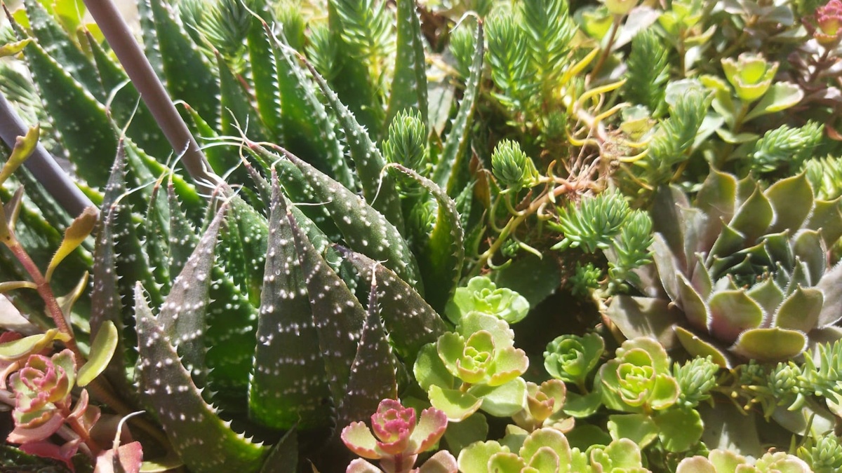 Домашние суккуленты автора