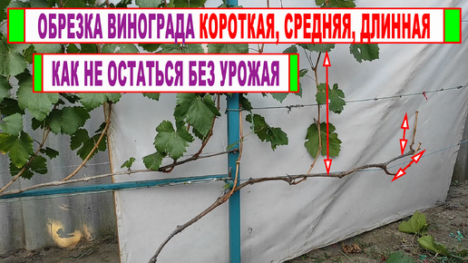 🍇 Обрезка винограда КОРОТКАЯ, СРЕДНЯЯ, ДЛИННАЯ! Как ПРАВИЛЬНО ОБРЕЗАТЬ и не остаться без УРОЖАЯ!