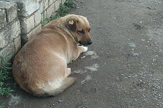 Она доверяла людям, а ее убили одним выстрелом. Фото: АиФ