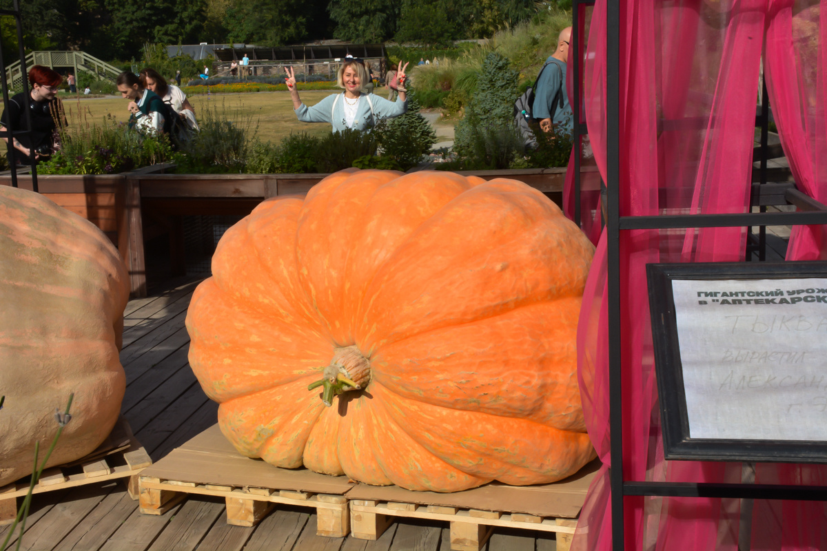 Тыква 771 кг, вырастил Александр Чусов (г. Электросталь).