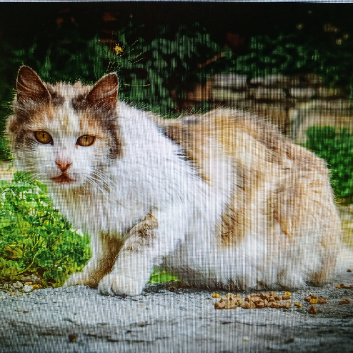 Иллюстрация из сети интернет