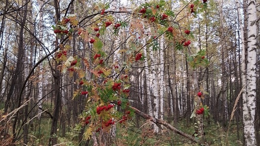 Осенний лес, кувшинки