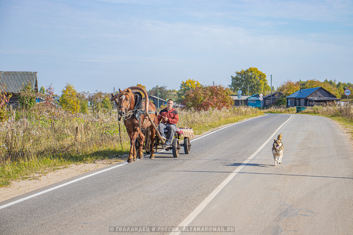 Наша лошадь. Фото: Голландец в России