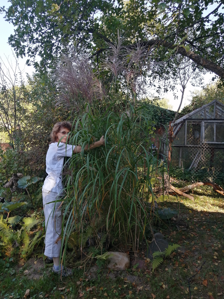 Я и мискантус. Точнее, мискантус и я