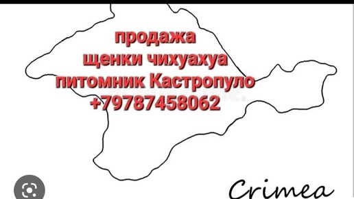 чихуахуа ПРОДАЖА в наличии на 17.12.2022 питомник Кастропуло Крым+79787458062 viber WhatsApp доставк