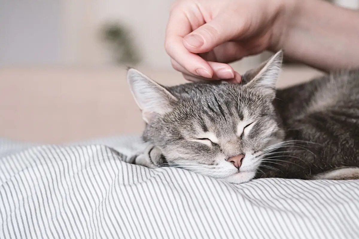    почему кошки любят, когда их гладят по голове? /shutterstock