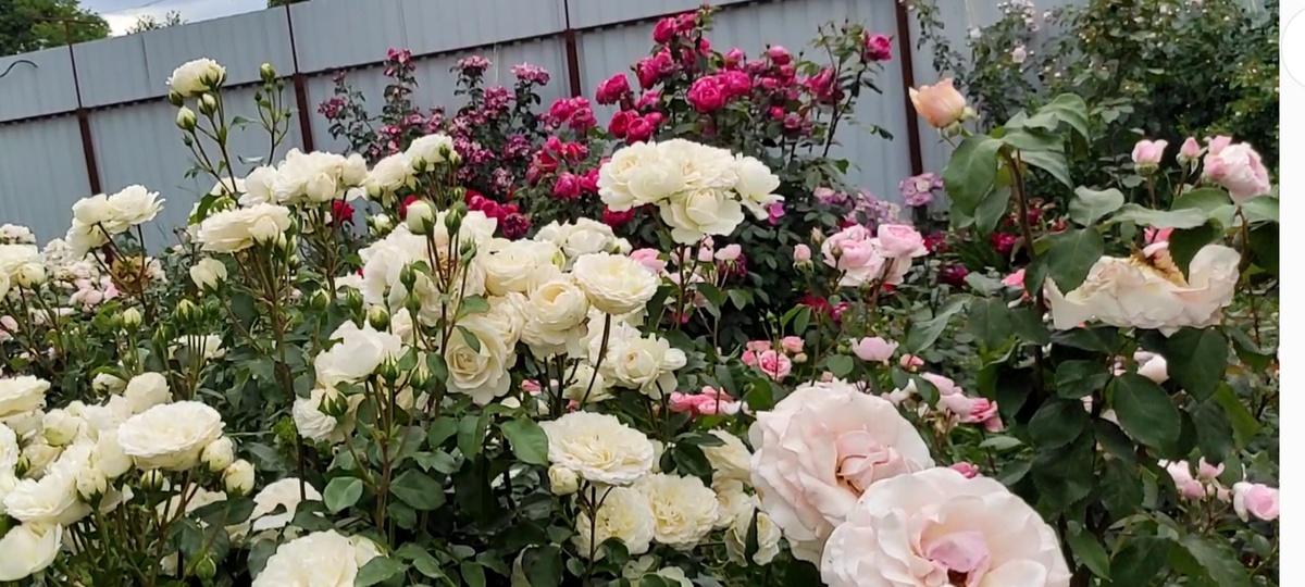 Роза Транквилитти в саду