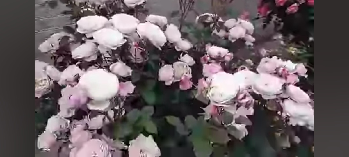 Роза Девида Остина  КОНСТАНЦИЯ