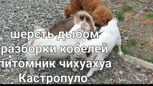 ЦЕНА 👍живая родословная Одиссея и Эрмитажа питомник чихуахуа Кастропуло на прогулке +79787458062