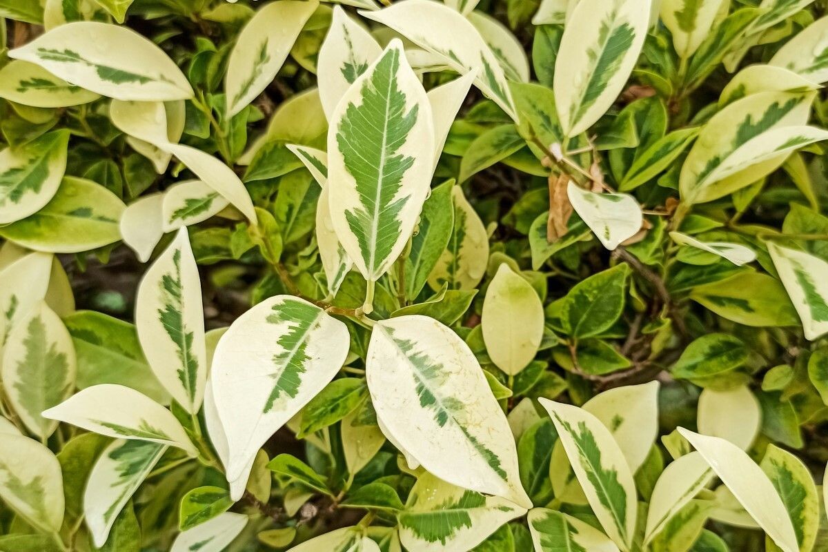 Сорт с пестролистной листвой. Источник: Unsplash📷
