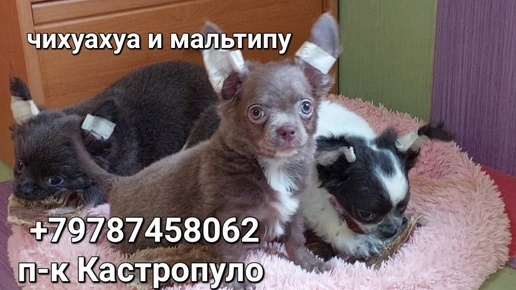 +79787458062 #chihuahua #maltipoo  п-к Кастропуло Крым #влог ПРОДАЖА щенков #puppy