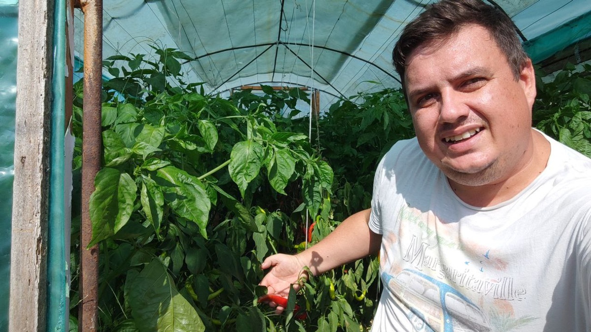 Вот такой высоты выросли кусты острого перца в теплице! Шучу, я присел для фото :)
