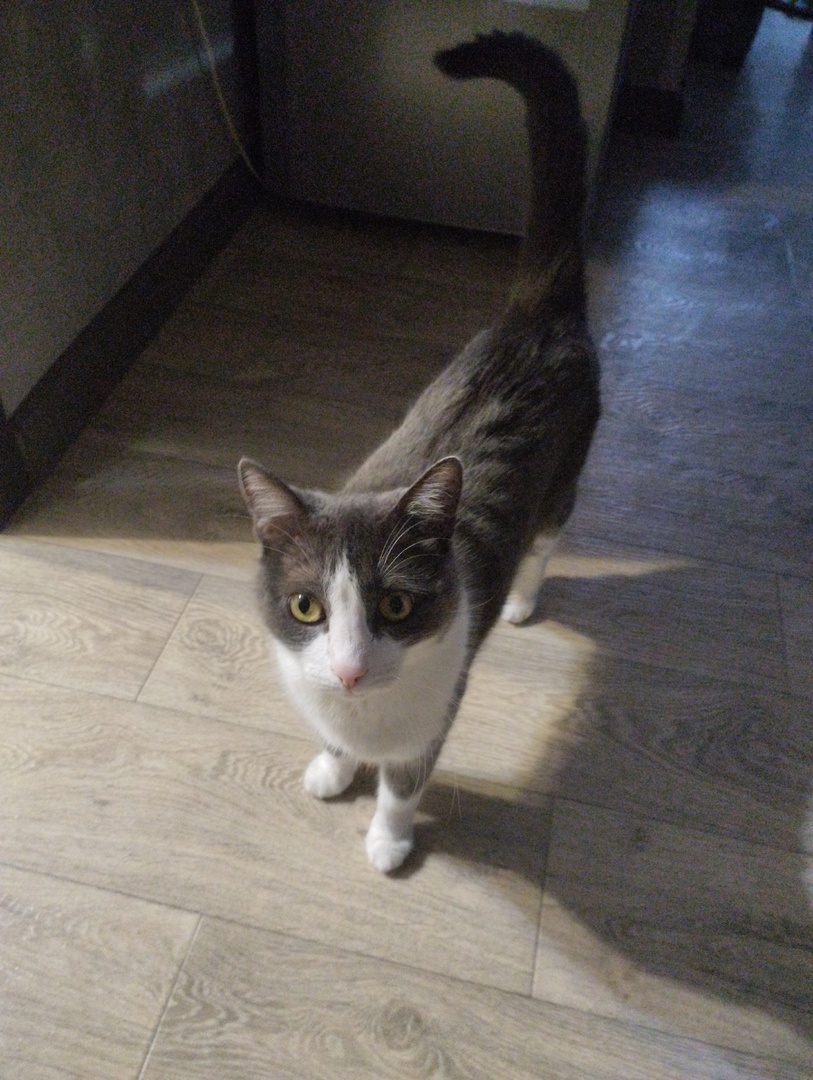 Кот Северус. Слегка вредный, но любимый.         