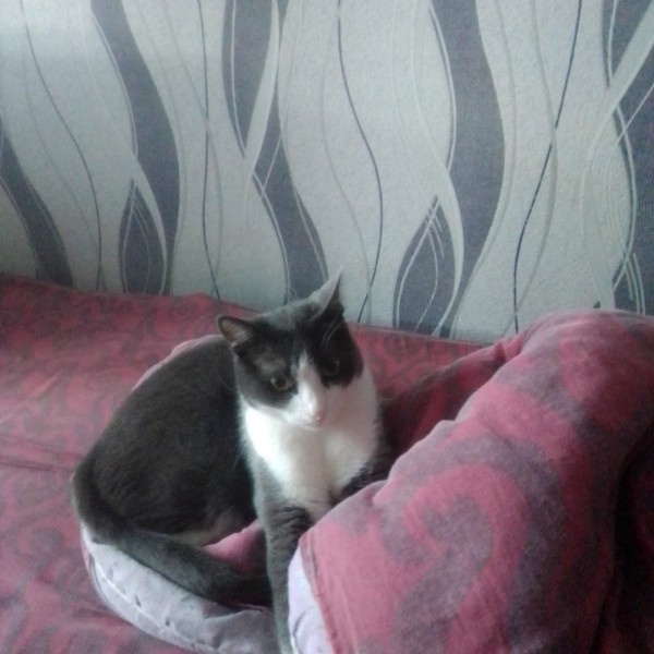 Северус атаковал диван и ему совершенно наплевать, что его нужно собрать. Фотография была сделана в период локдауна в апреле 2020 года.    