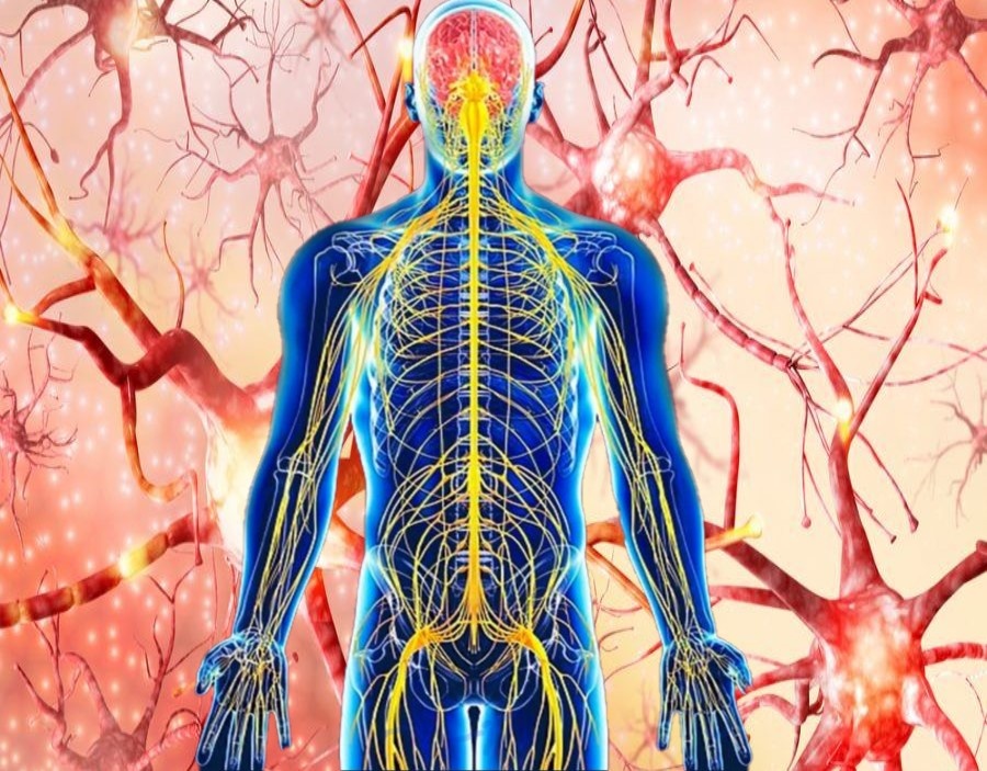 Особенности нервной системы при наркозе