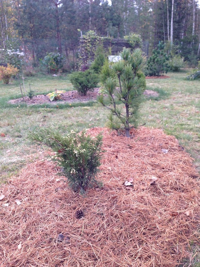 2016  Juniperus sabina Variegata