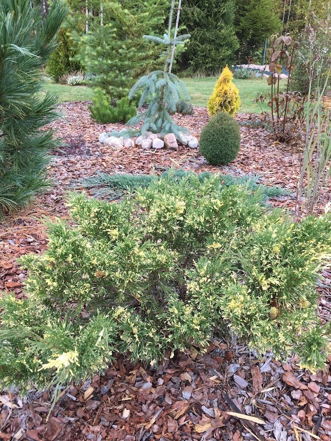 2019  Juniperus sabina Variegata