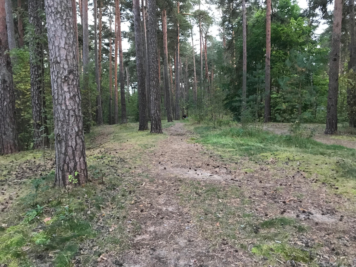 Шервудский лес под Петербургом 