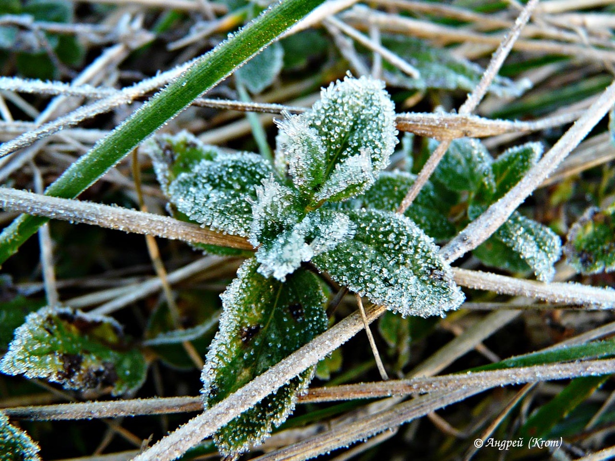Иней на травке