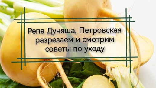 Репа Дуняша и Петровская: сравнение сортов, разрезаем и смотрим, советы по уходу. Как вырастить репу