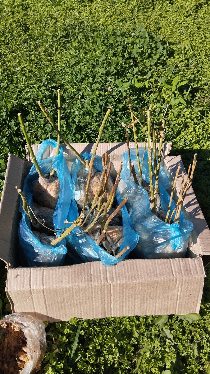 Одна из последних посылок