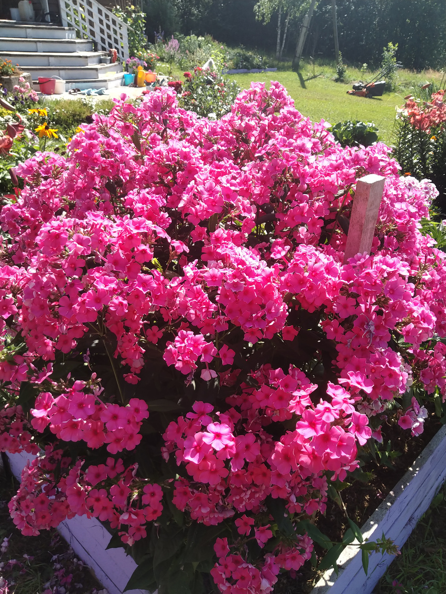 Первый флокс, именуемый "Император"