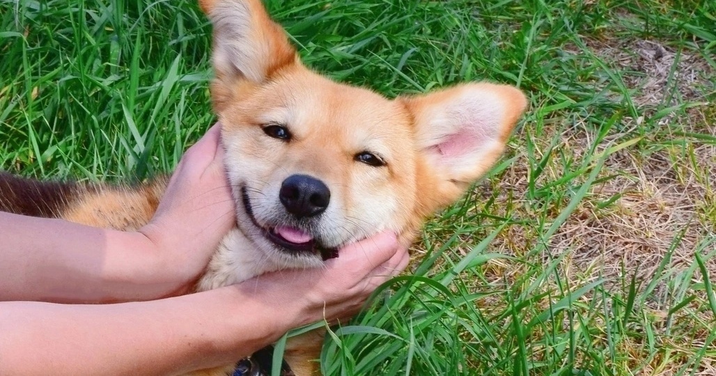 Самая маленькая собака нашего приюта ищет дом!