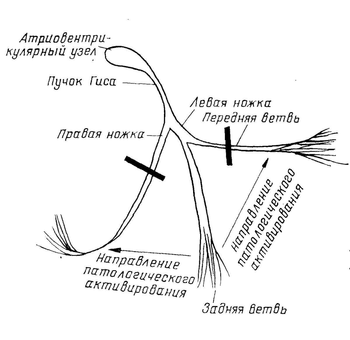 Структура пучка Гиса