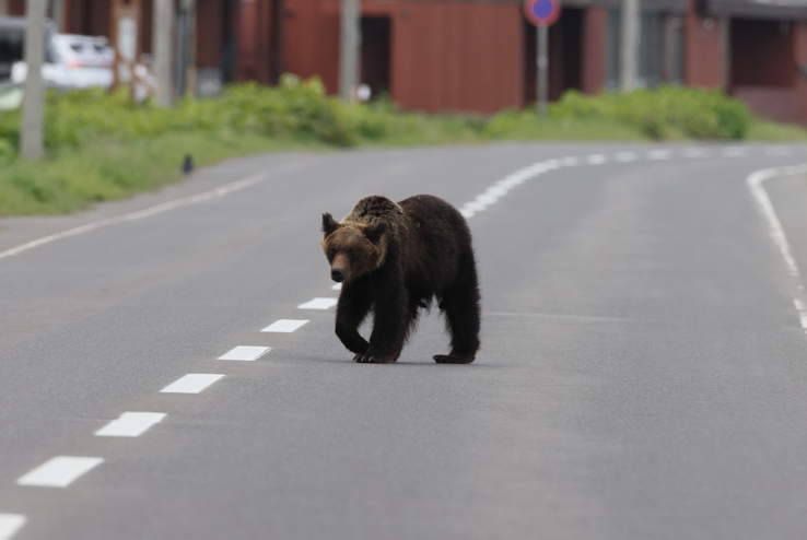 Не редкое зрелище на улочках в Японии, чаще всего страдают велосипедисты