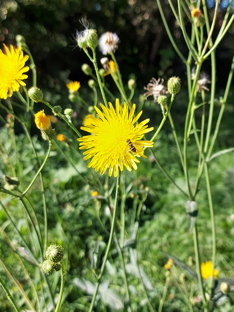 Жёлтенькие цветы, почти как солнышки))
