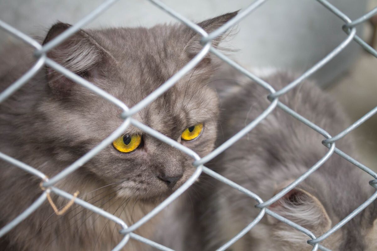 Кошки за сеткой 
