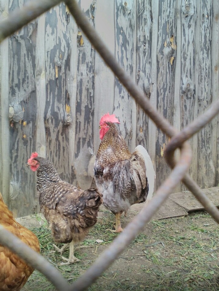 Голубчик и его курочки с точки моего старта в птицеводство в 2022г.