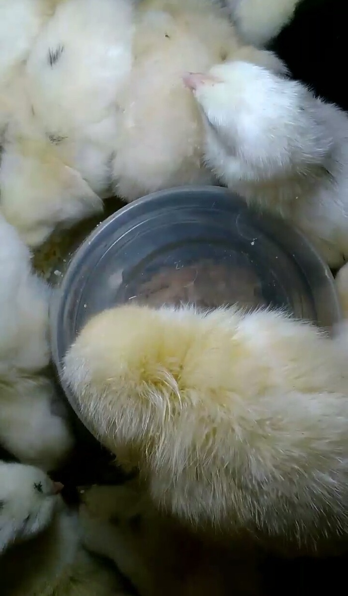 Помесные цыплята вывода 2022 года.