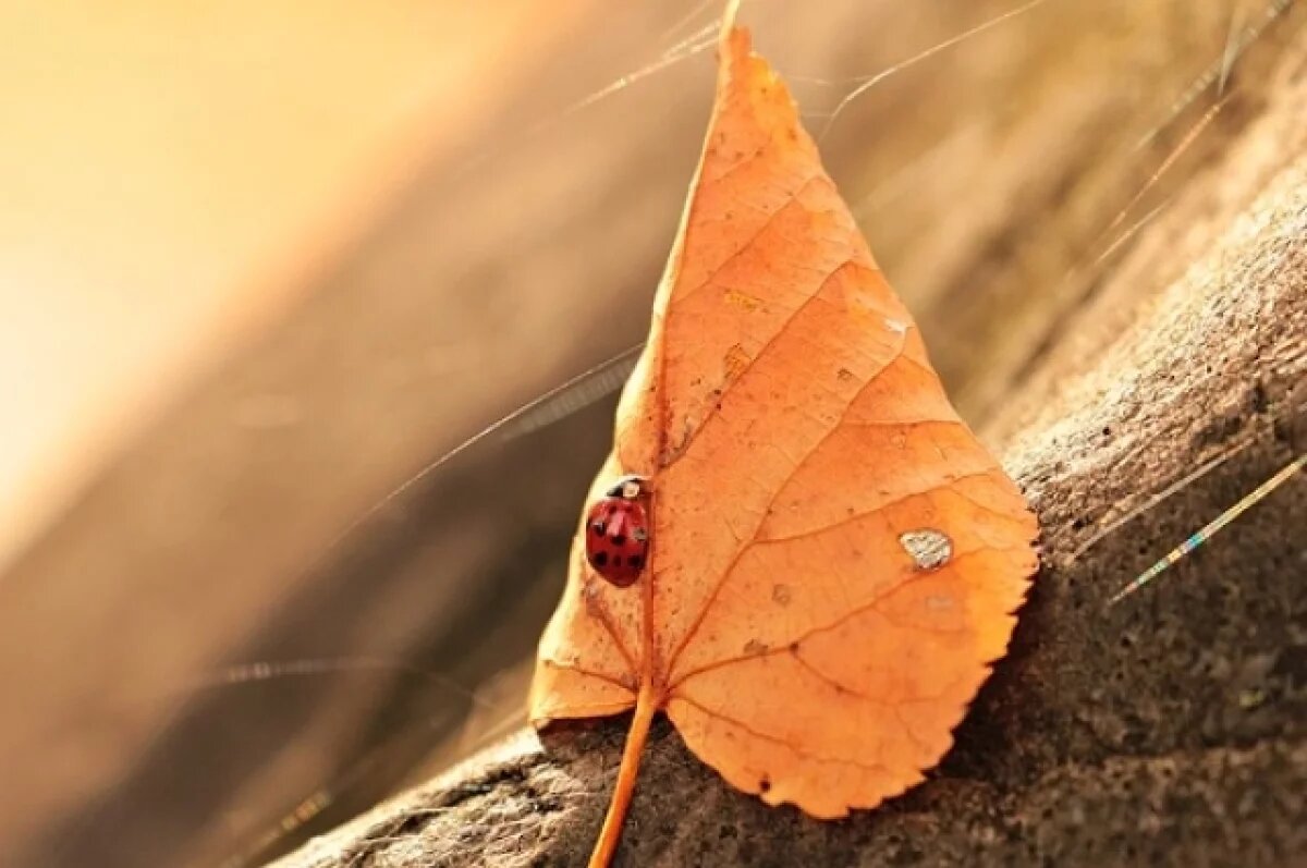   В Новосибирск пришло бабье лето: горожан ожидает тепло