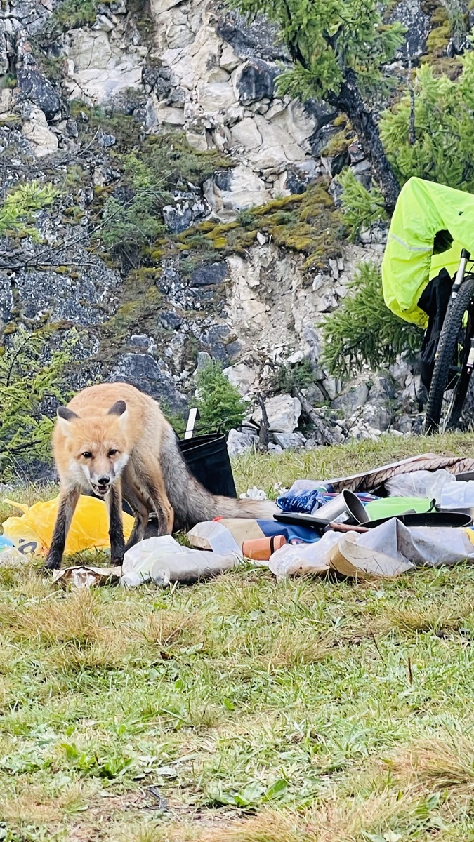 Ночная гостья- лиса плутовка