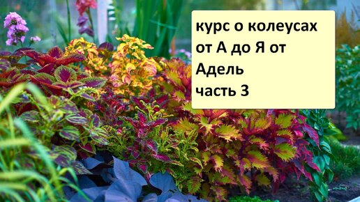 КУРАС О КОЛЕУСАХ ОТ А ДО Я ОТ АДЕЛЬ. ЧАСТЬ 3