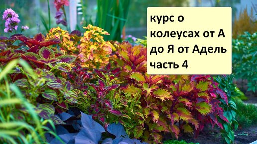 КУРС О КОЛЕУСАХ ОТ А ДО Я ОТ АДЕЛЬ. ЧАСТЬ 4