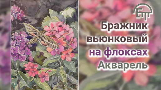 Бражник вьюнковый на флоксах. Акварель