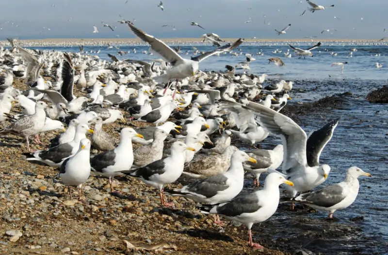 Фото с magterra.ru, автор фото Арсений Кречмар