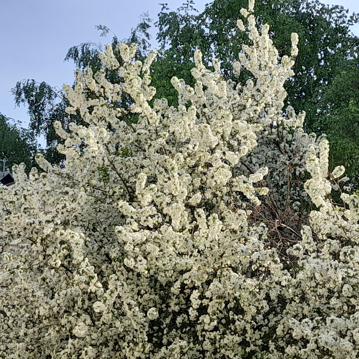 Фото автора. Яблоня