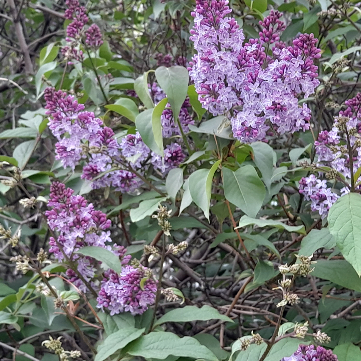 Фото автора. Сирень