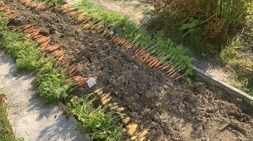 На даче 19 сентября 2024. Урожай моркови 🥕🥕🥕и свеклы🌱😂#хантымансийск #дачавсибири