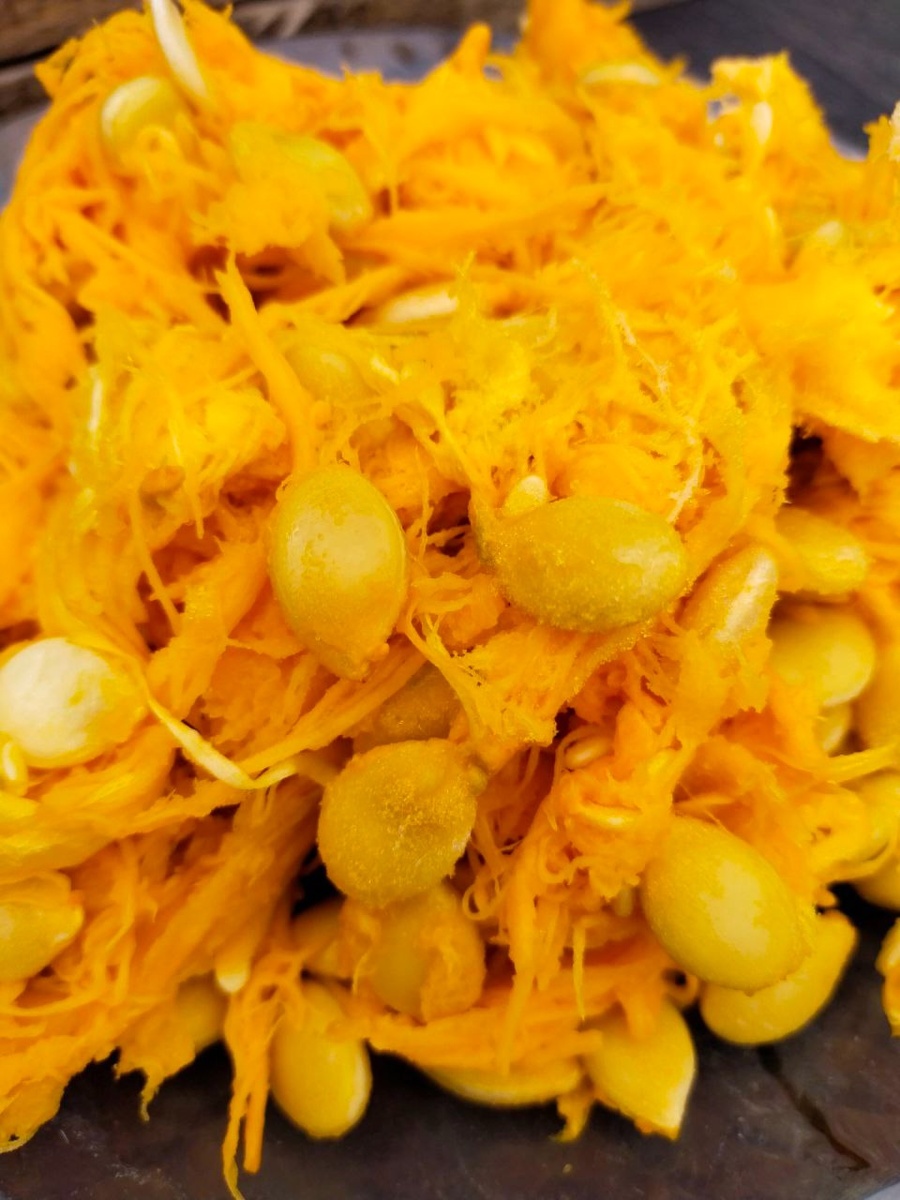 Самые лучшие - свежие, только что собранные с тыквы