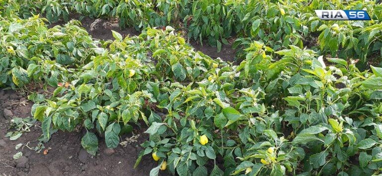    Борщ будет. В Оренбуржье собрали более 21 тысячи тонн овощей открытого грунта Кристина Просвиркина