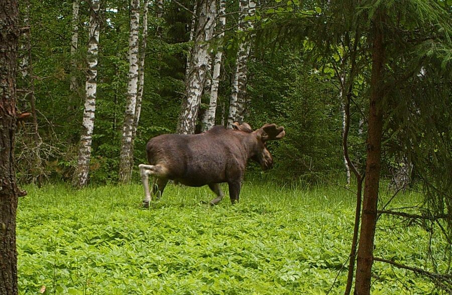 Сохатый. Фотоловушку установил П.В. Стенькин