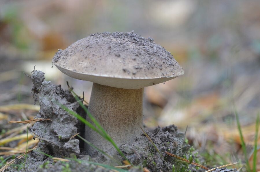 Боровик. Фото: О.В. Глушенков