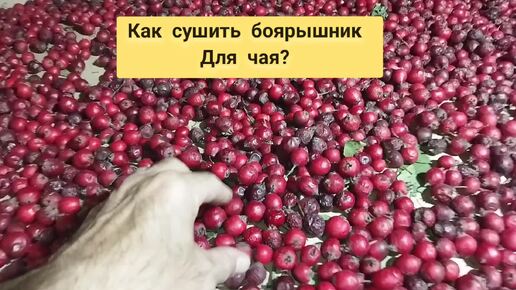 А ты знал как быстро и правильно высушить боярышник ? Узнай прямо сейчас